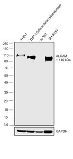 CD166 (ALCAM) Antibody