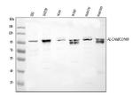 CD166 (ALCAM) Antibody in Western Blot (WB)