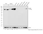 CD166 (ALCAM) Antibody in Western Blot (WB)