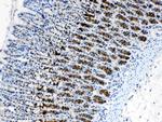 CD166 (ALCAM) Antibody in Immunohistochemistry (Paraffin) (IHC (P))