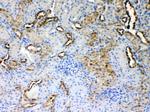 ALDH1A3 Antibody in Immunohistochemistry (Paraffin) (IHC (P))