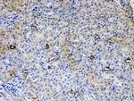 ALDH1A3 Antibody in Immunohistochemistry (Paraffin) (IHC (P))