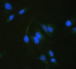 ALDH7A1 Antibody in Immunocytochemistry (ICC/IF)