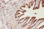 ALOX15 Antibody in Immunohistochemistry (Paraffin) (IHC (P))