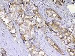 AMD1 Antibody in Immunohistochemistry (Paraffin) (IHC (P))