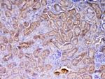 AMD1 Antibody in Immunohistochemistry (Paraffin) (IHC (P))