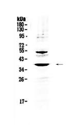 AMD1 Antibody in Western Blot (WB)