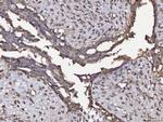 Annexin A4 Antibody in Immunohistochemistry (Paraffin) (IHC (P))