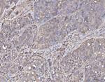 Annexin A4 Antibody in Immunohistochemistry (Paraffin) (IHC (P))