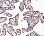 Annexin A4 Antibody in Immunohistochemistry (Paraffin) (IHC (P))