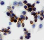 Annexin V Antibody in Immunocytochemistry (ICC/IF)