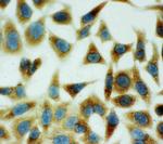 Annexin V Antibody in Immunocytochemistry (ICC/IF)