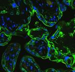 Annexin V Antibody in Immunohistochemistry (IHC)