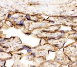 Annexin V Antibody in Immunohistochemistry (Frozen) (IHC (F))