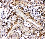 Annexin V Antibody in Immunohistochemistry (Paraffin) (IHC (P))