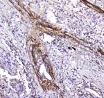 Serum Amyloid P Antibody in Immunohistochemistry (Paraffin) (IHC (P))