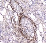 Serum Amyloid P Antibody in Immunohistochemistry (Paraffin) (IHC (P))