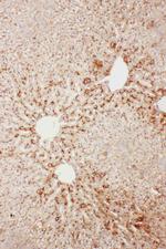 Serum Amyloid P Antibody in Immunohistochemistry (Paraffin) (IHC (P))