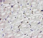 API5 Antibody in Immunohistochemistry (Frozen) (IHC (F))