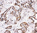 APLP1 Antibody in Immunohistochemistry (Paraffin) (IHC (P))