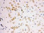 APLP1 Antibody in Immunohistochemistry (Paraffin) (IHC (P))