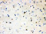 APLP1 Antibody in Immunohistochemistry (Paraffin) (IHC (P))