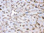 ApoA1 Antibody in Immunohistochemistry (Paraffin) (IHC (P))