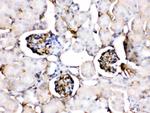 ApoA1 Antibody in Immunohistochemistry (Paraffin) (IHC (P))