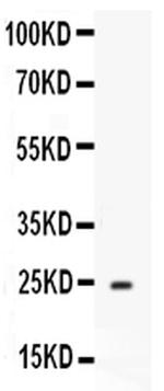 ApoA1 Antibody in Western Blot (WB)