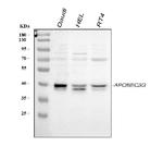 APOBEC3G Antibody in Western Blot (WB)