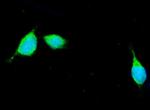 APOE Antibody in Immunocytochemistry (ICC/IF)