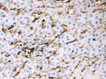 APOE Antibody in Immunohistochemistry (Paraffin) (IHC (P))