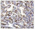 Aquaporin 1 Antibody in Immunohistochemistry (Paraffin) (IHC (P))