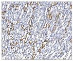 Aquaporin 1 Antibody in Immunohistochemistry (Paraffin) (IHC (P))