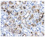 Aquaporin 1 Antibody in Immunohistochemistry (Paraffin) (IHC (P))