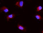 Aquaporin 1 Antibody in Immunocytochemistry (ICC/IF)