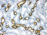 Aquaporin 1 Antibody in Immunohistochemistry (Paraffin) (IHC (P))