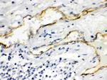 Aquaporin 1 Antibody in Immunohistochemistry (Paraffin) (IHC (P))