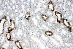 Aquaporin 2 Antibody in Immunohistochemistry (Frozen) (IHC (F))