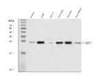 Aquaporin 2 Antibody in Western Blot (WB)