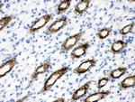 Aquaporin 2 Antibody in Immunohistochemistry (Paraffin) (IHC (P))