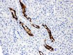 Aquaporin 2 Antibody in Immunohistochemistry (Paraffin) (IHC (P))