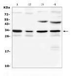 Aquaporin 3 Antibody in Western Blot (WB)