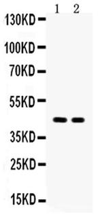 Aquaporin 4 Antibody in Western Blot (WB)