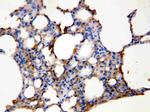 Aquaporin 5 Antibody in Immunohistochemistry (Paraffin) (IHC (P))