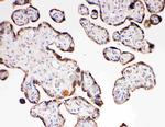 Aquaporin 6 Antibody in Immunohistochemistry (Paraffin) (IHC (P))