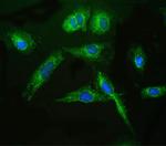 ARSA Antibody in Immunocytochemistry (ICC/IF)