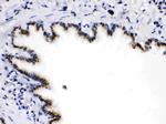 ARSA Antibody in Immunohistochemistry (Paraffin) (IHC (P))