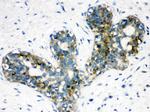 ARSA Antibody in Immunohistochemistry (Paraffin) (IHC (P))