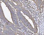 ATP5H Antibody in Immunohistochemistry (Paraffin) (IHC (P))